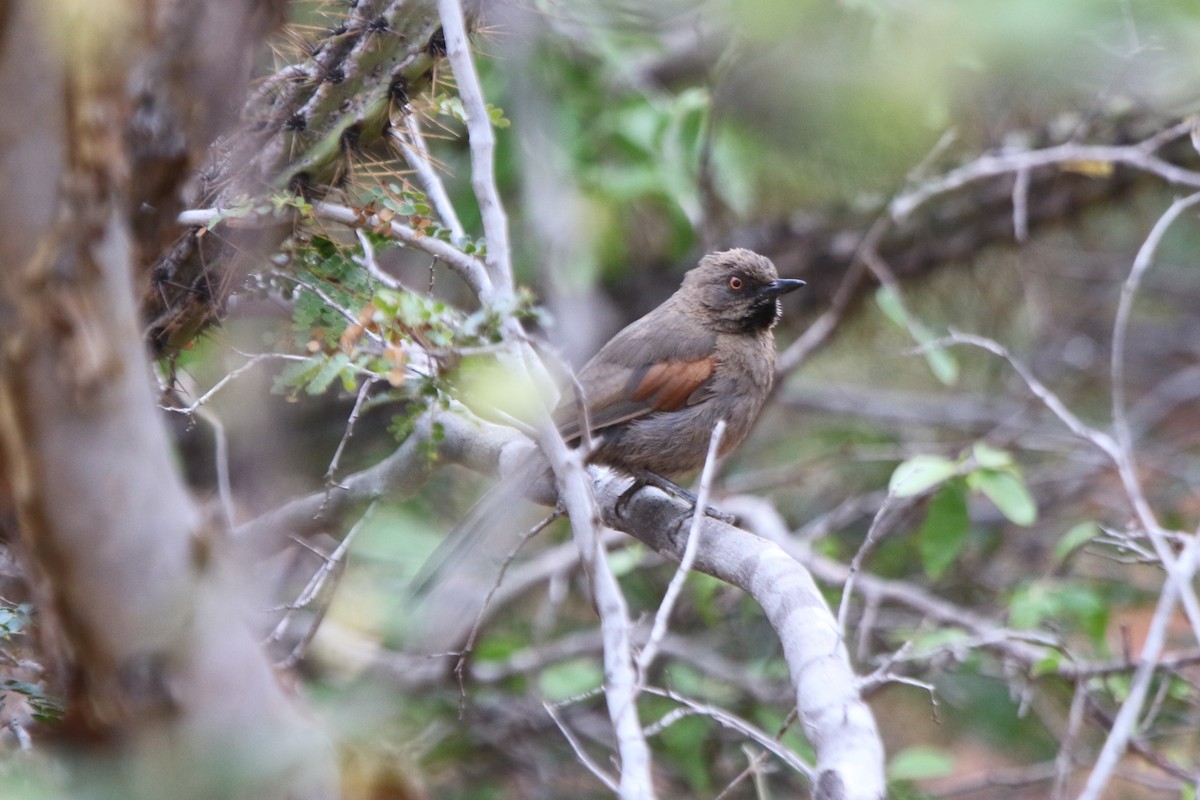 Red-shouldered Spinetail - ML69233311