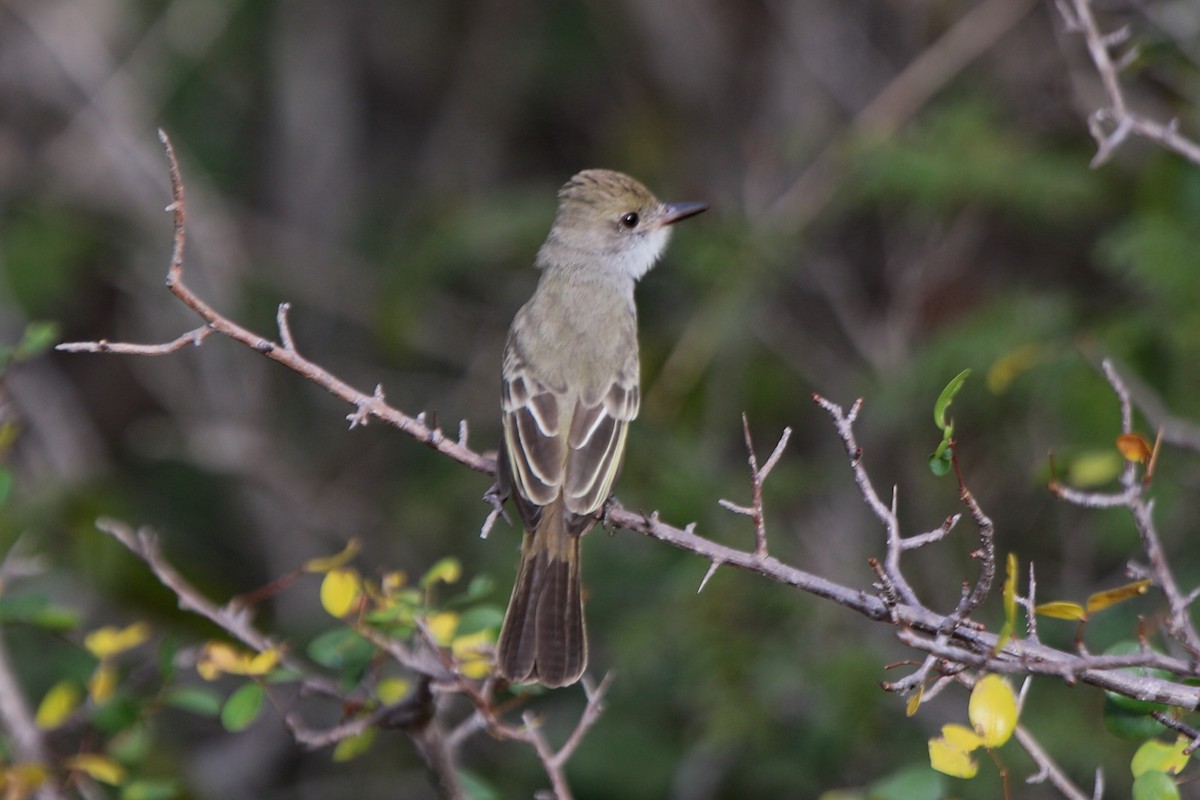 Brown-crested Flycatcher (South American) - ML69233491