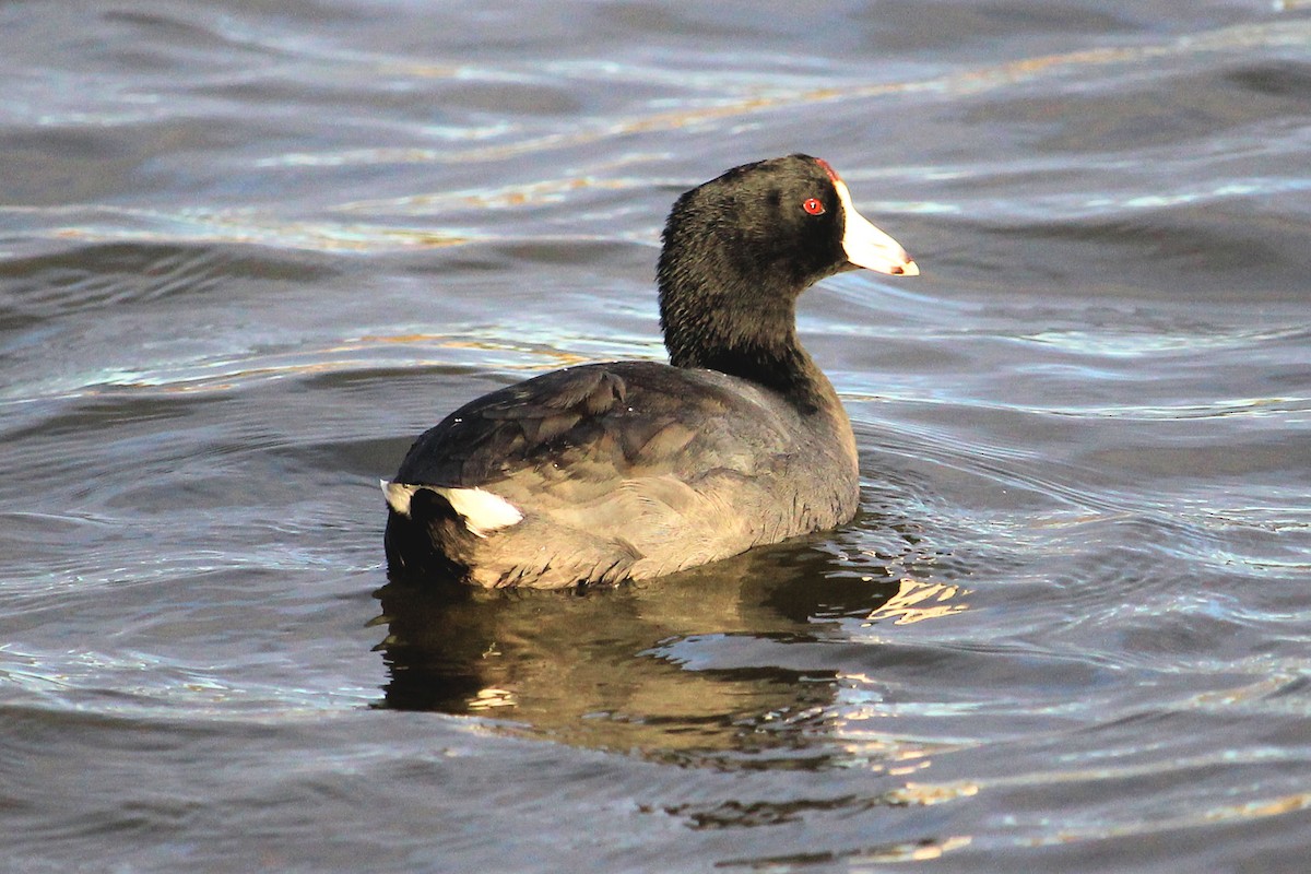 American Coot (Red-shielded) - Barbara Hall