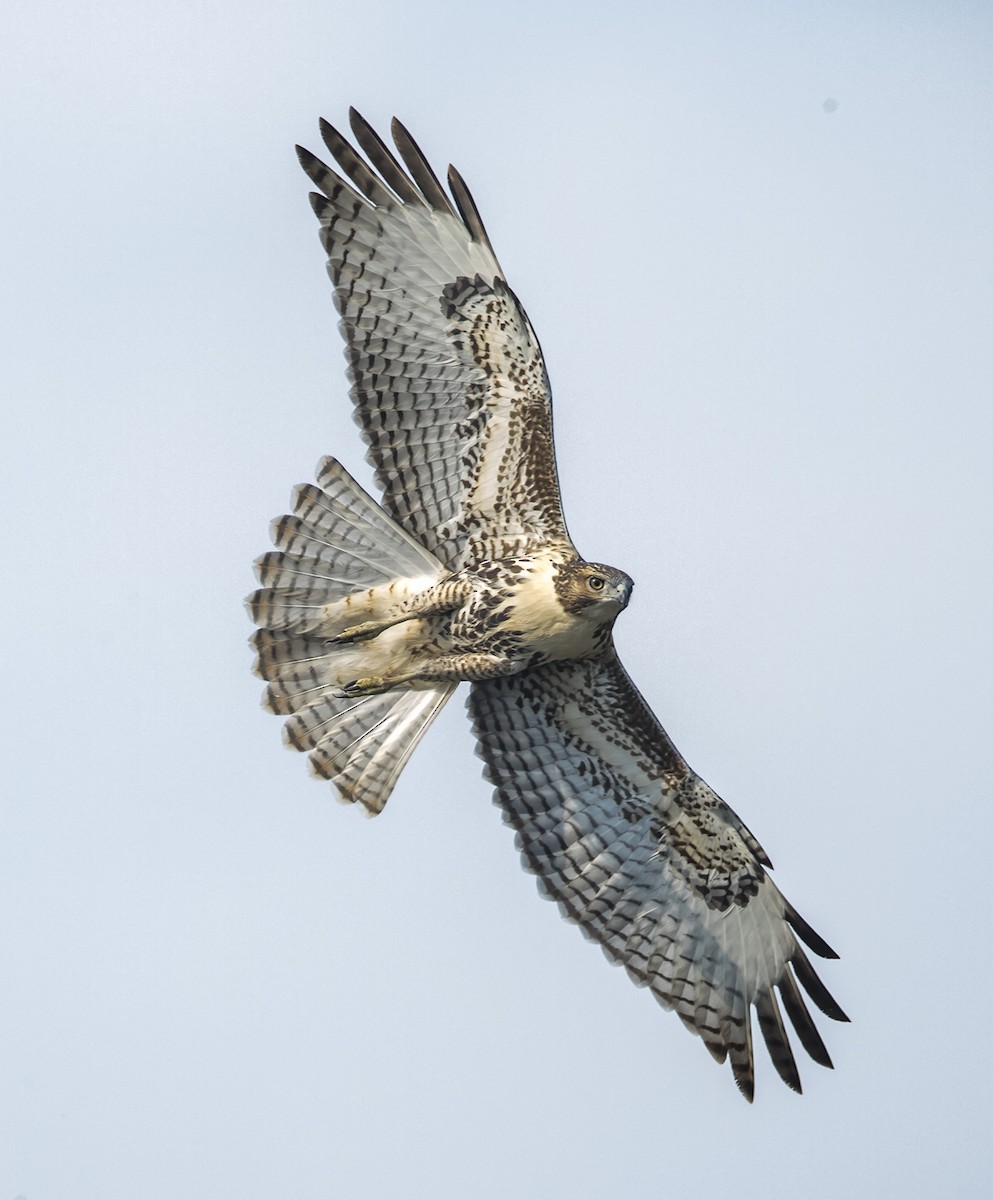 Red-tailed Hawk - ML69238841