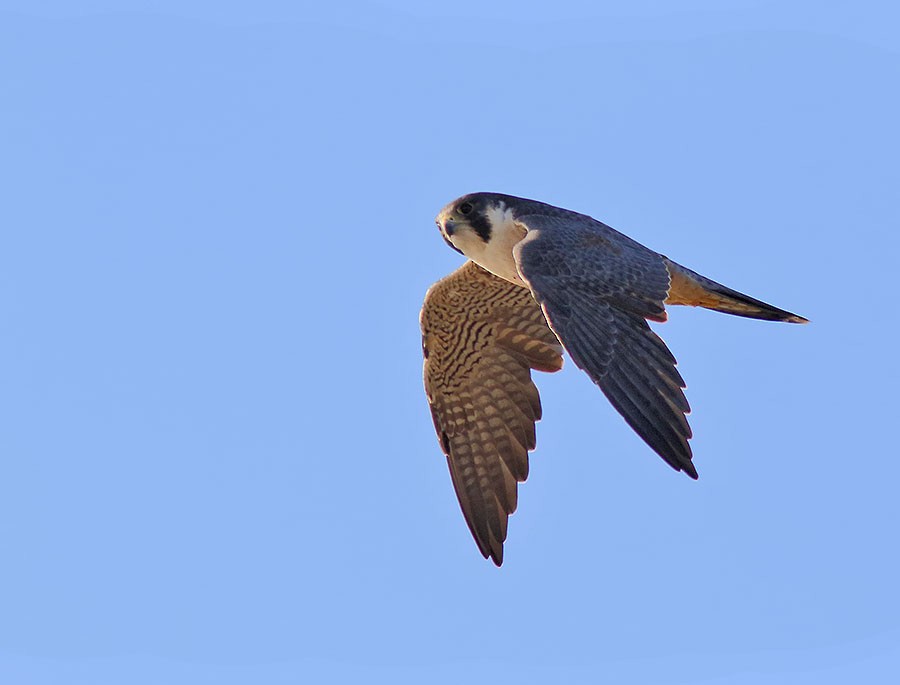Peregrine Falcon - Johanne Charette