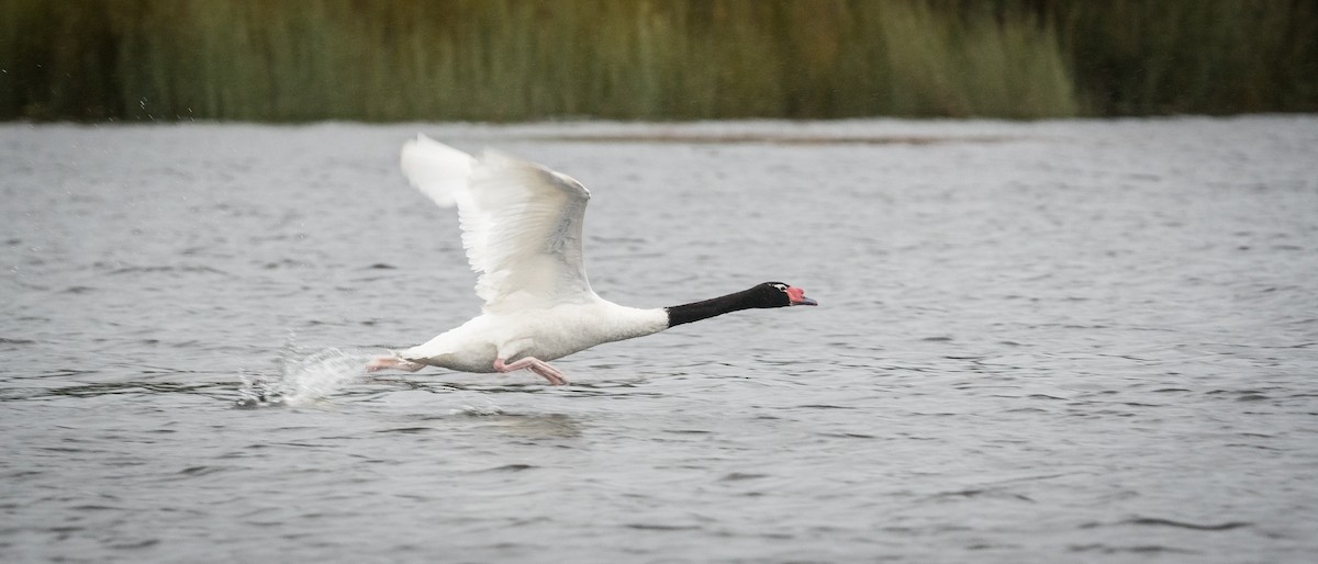 Black-necked Swan - Vicente Pantoja Maggi