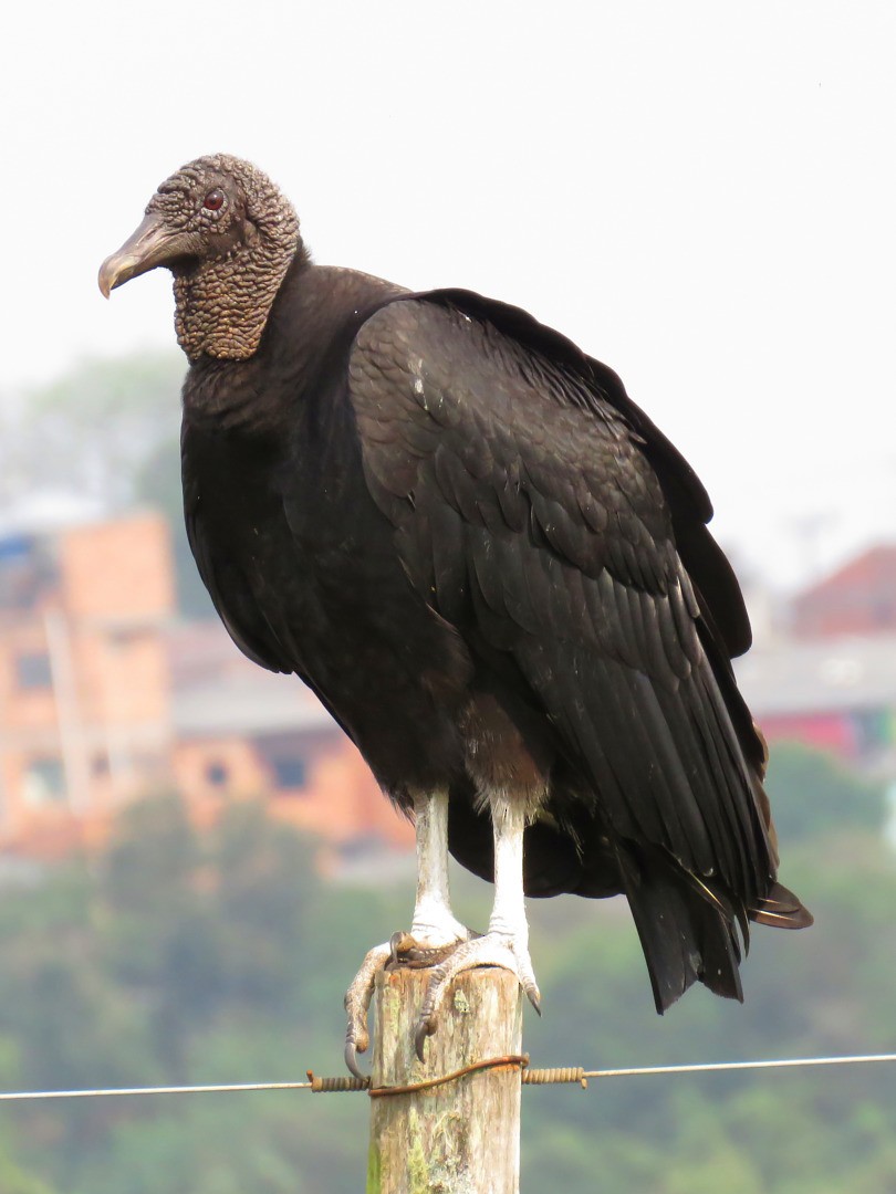 Black Vulture - Fábio Luís Mello