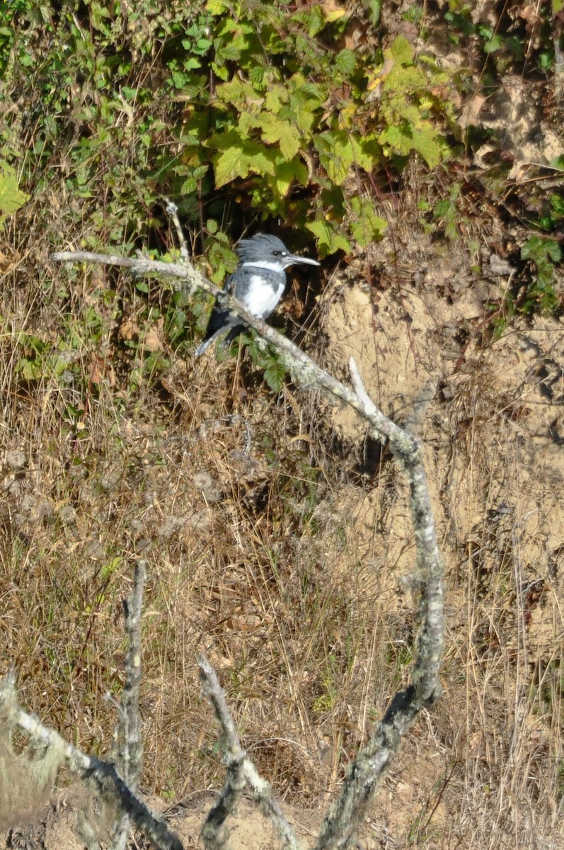 Belted Kingfisher - ML69244971
