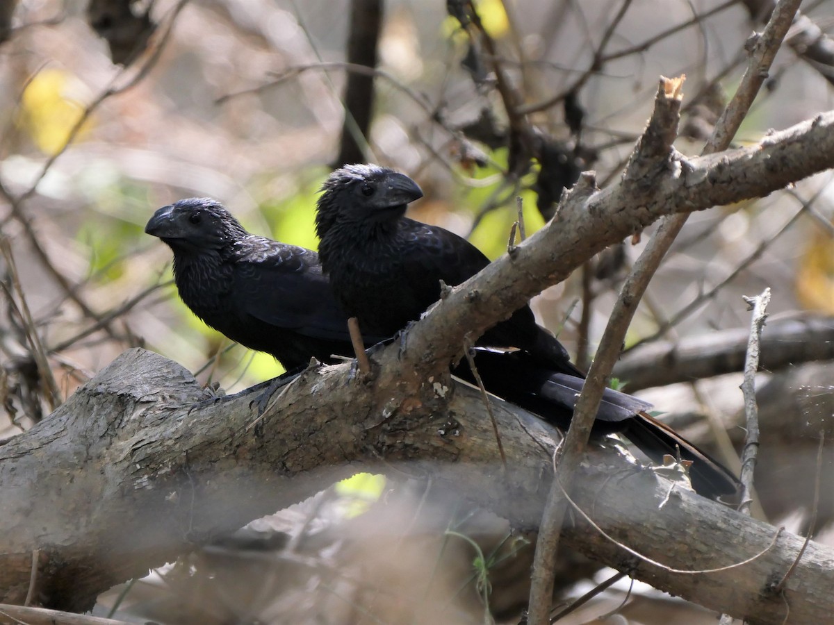 Groove-billed Ani - Mike Grant