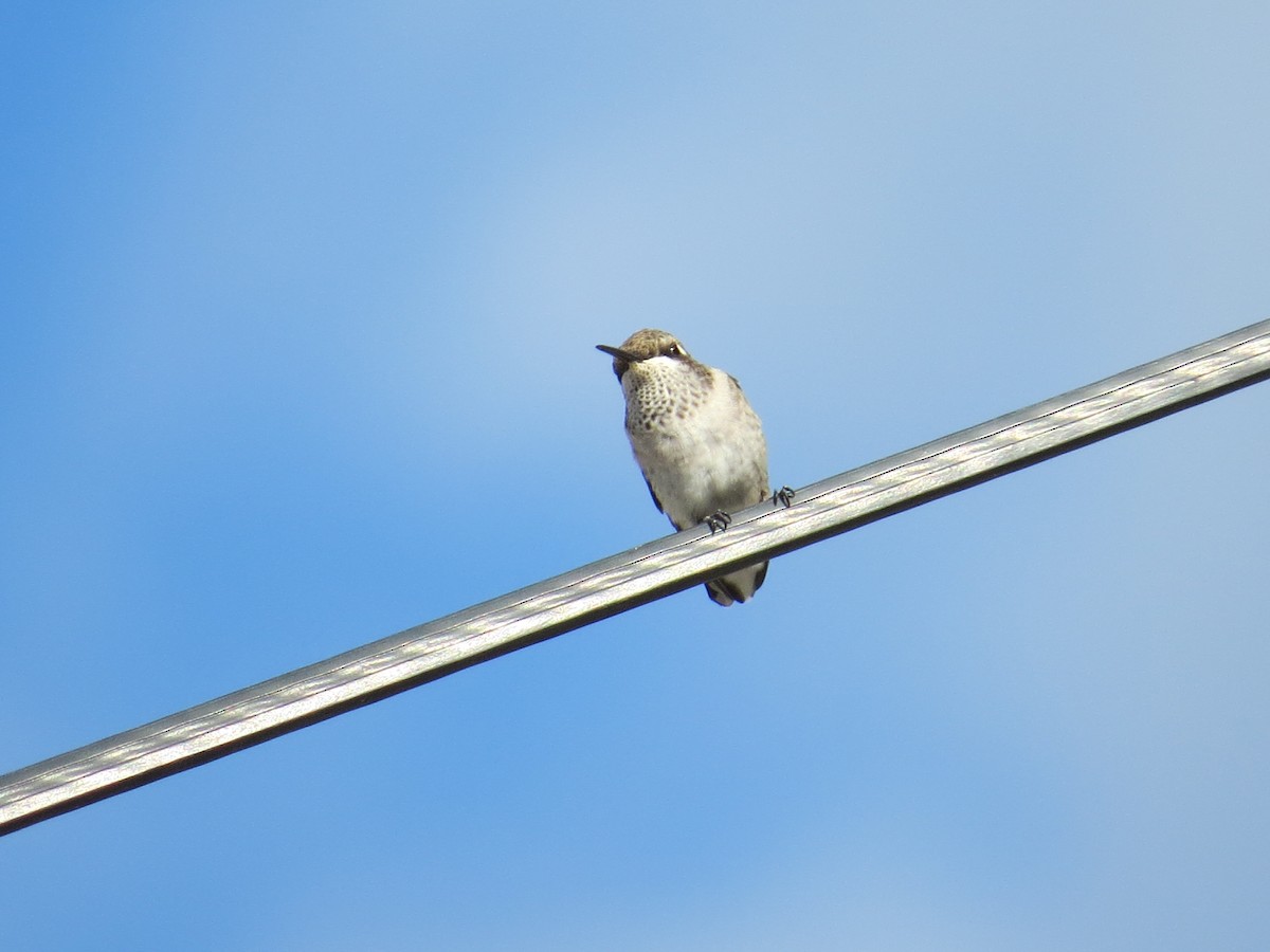 Black-chinned Hummingbird - ML69251421
