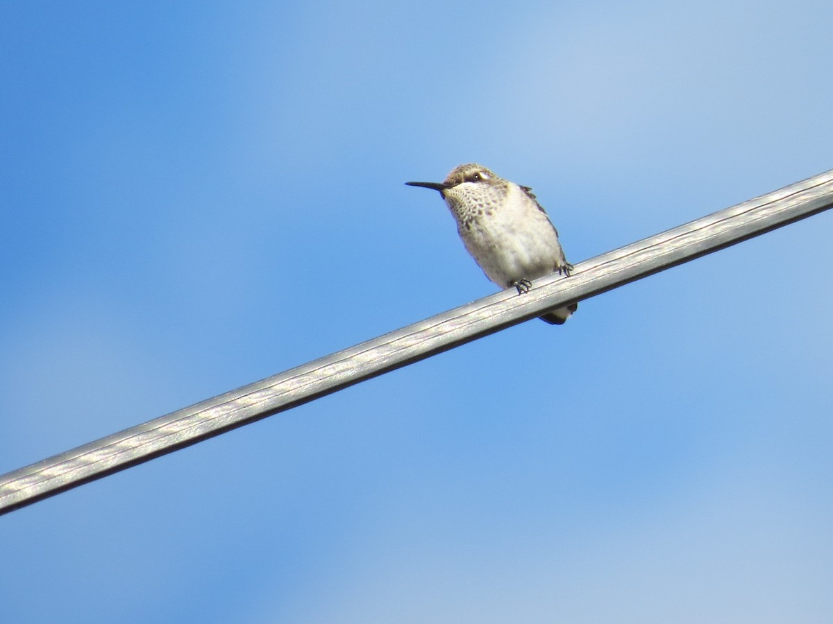 Black-chinned Hummingbird - ML69251471