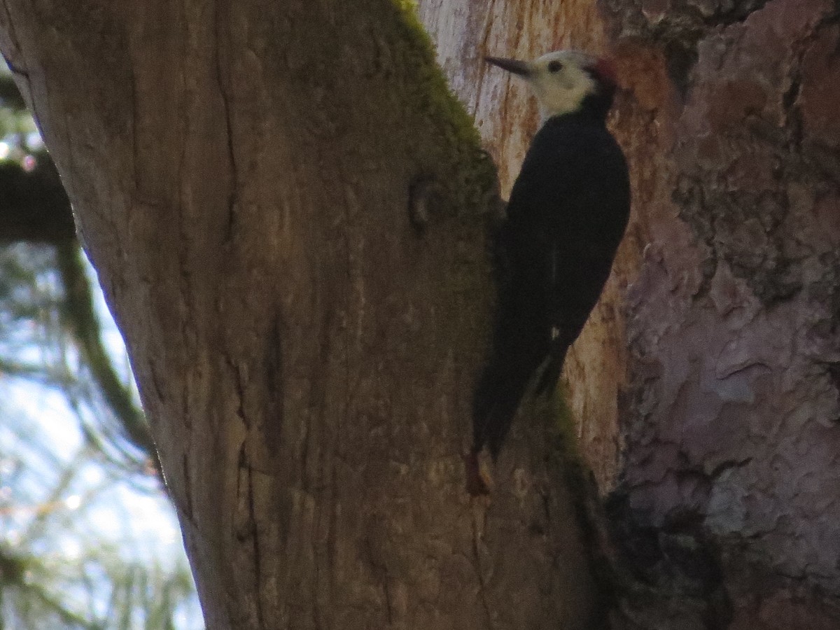 White-headed Woodpecker - ML69252041