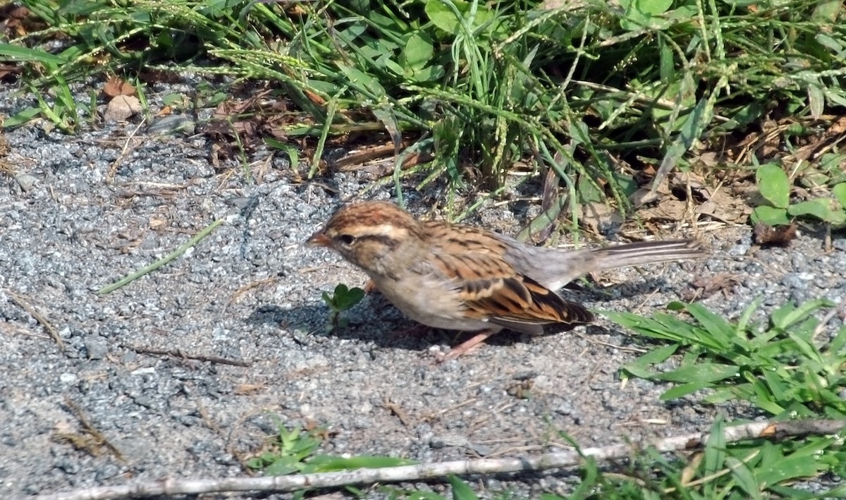 Chipping Sparrow - ML69253451
