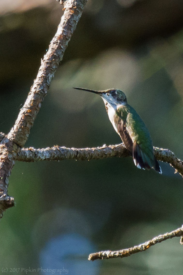 Ruby-throated Hummingbird - Tal Pipkin