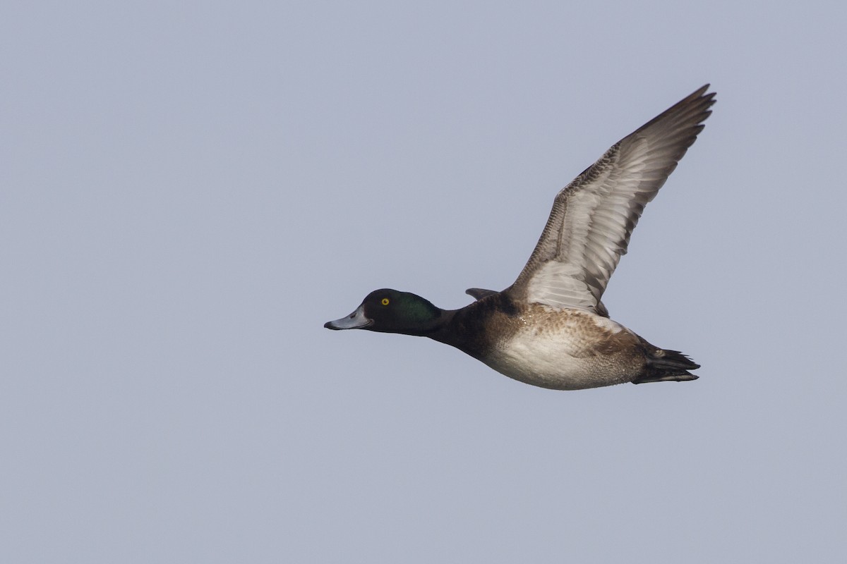 Greater Scaup - ML69257411