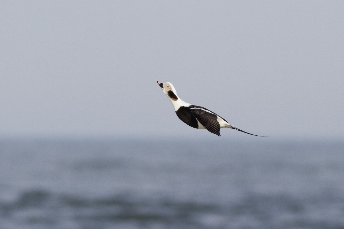 Long-tailed Duck - ML69257631