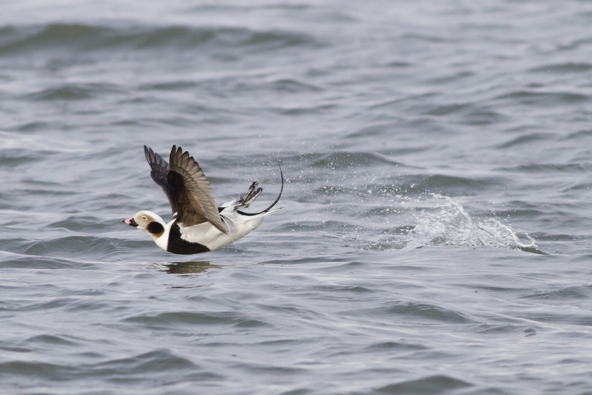 Long-tailed Duck - ML69257661