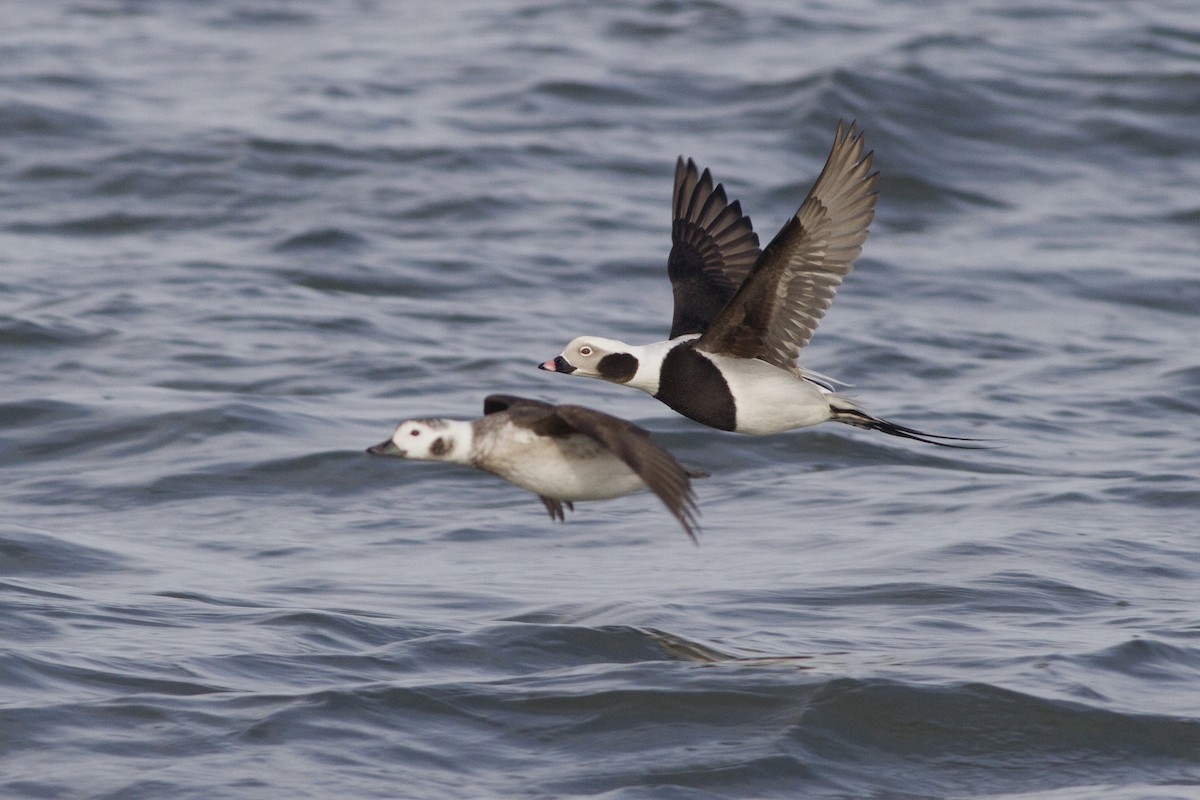 Long-tailed Duck - ML69257671