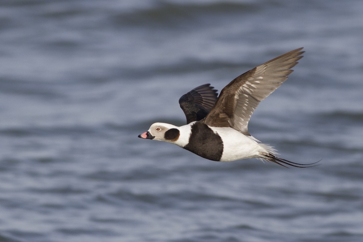 Long-tailed Duck - ML69257681