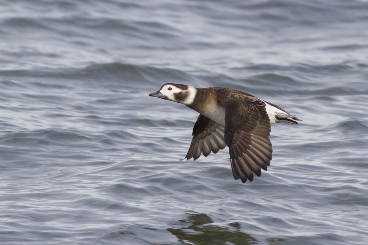 Long-tailed Duck - ML69257691