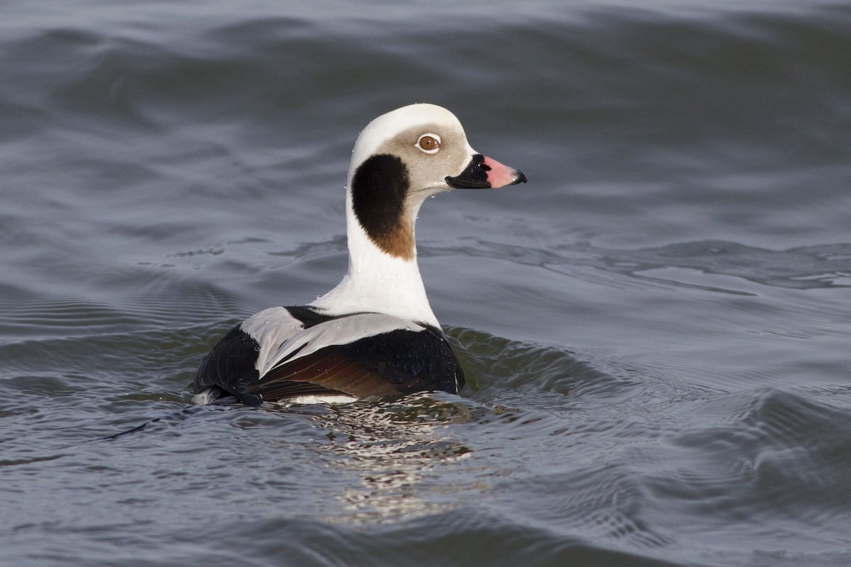 Long-tailed Duck - Samuel Paul Galick