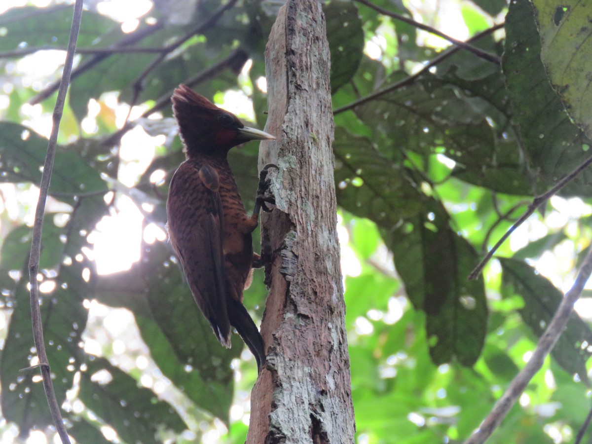 Waved Woodpecker (Scale-breasted) - Hugo Foxonet