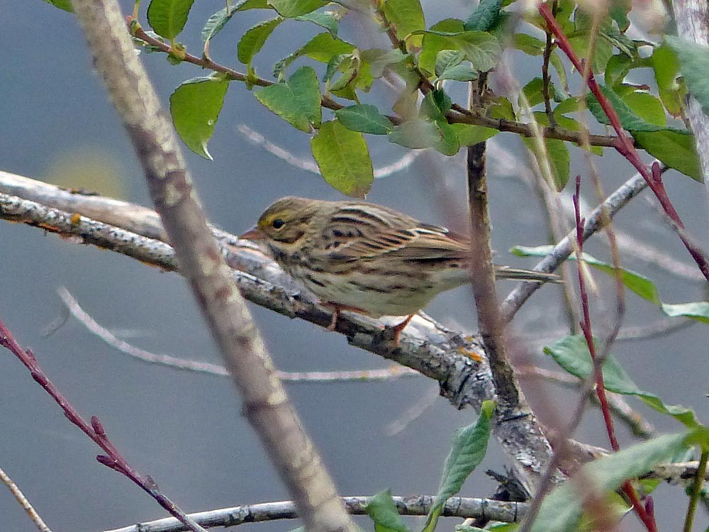 Savannah Sparrow - ML69261781
