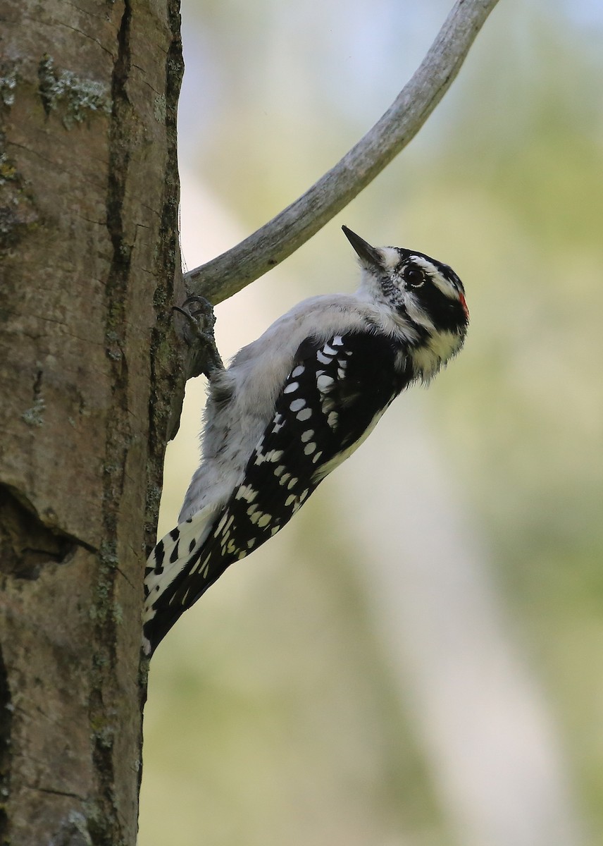 Downy Woodpecker (Eastern) - Tim Lenz