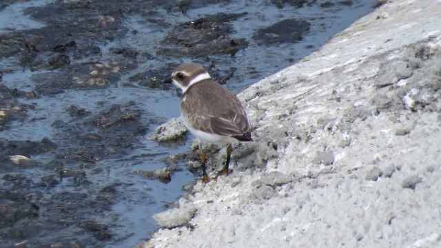 Semipalmated Plover - Ann Griffin