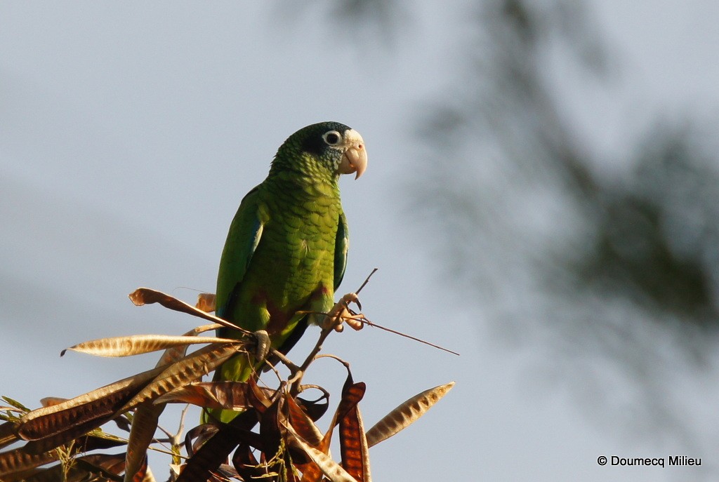Hispaniolan Parrot - ML69271071