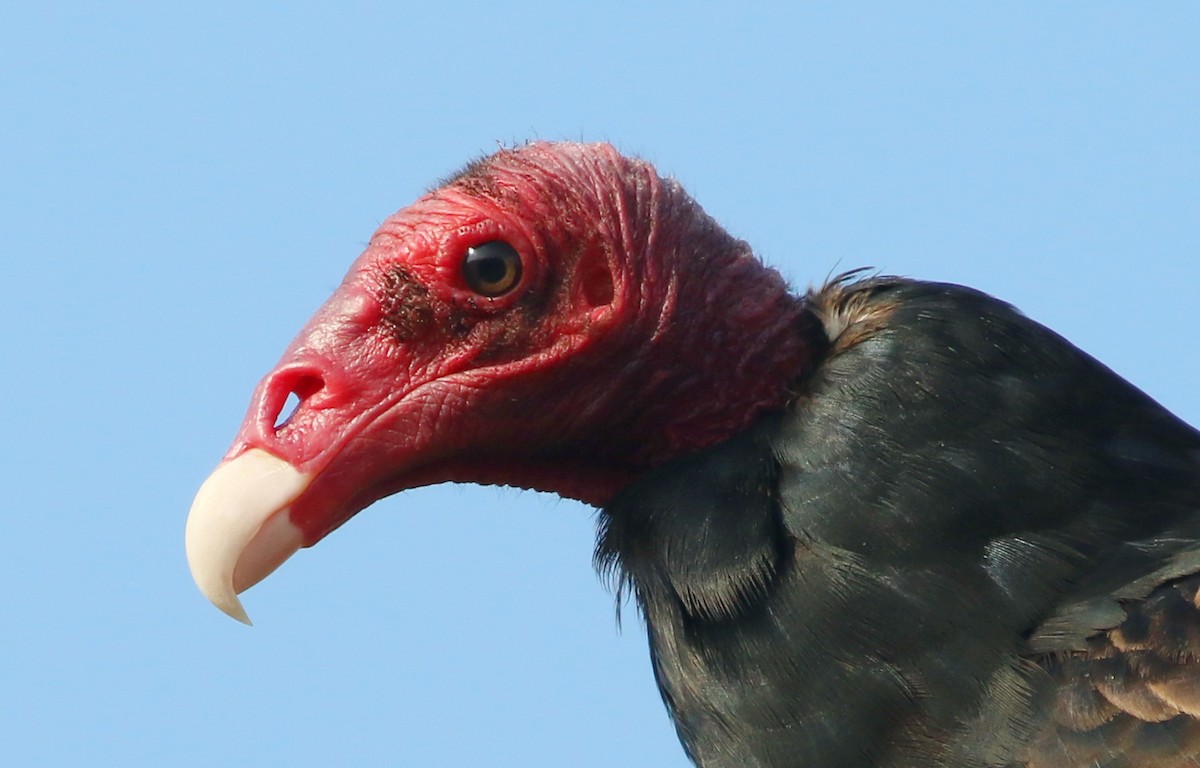 Turkey Vulture - Hendrik Swanepoel