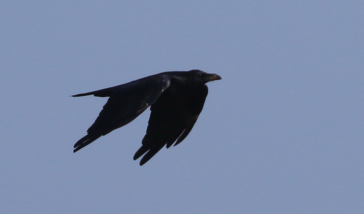 Common Raven - Hendrik Swanepoel