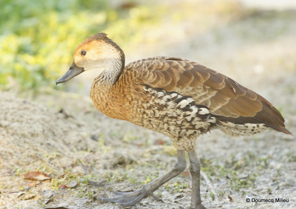 West Indian Whistling-Duck - ML69276301