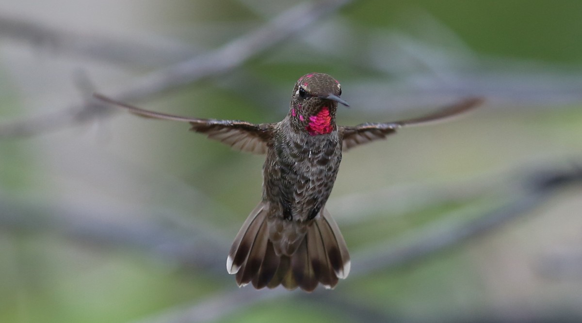 Anna's Hummingbird - ML69278981