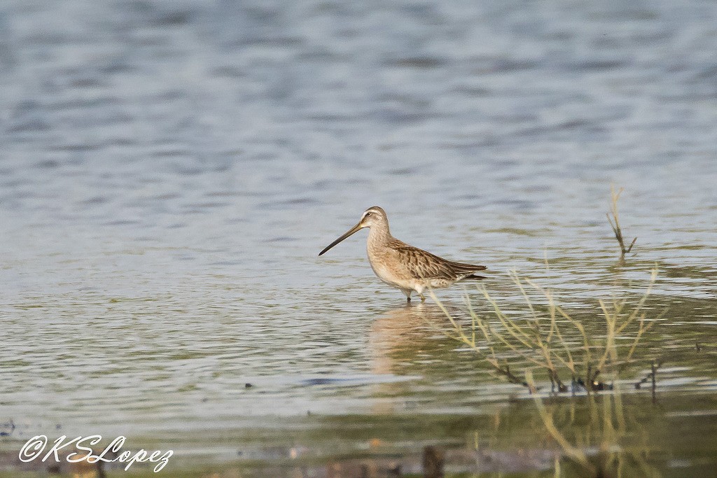 Long-billed Dowitcher - Kathy Lopez
