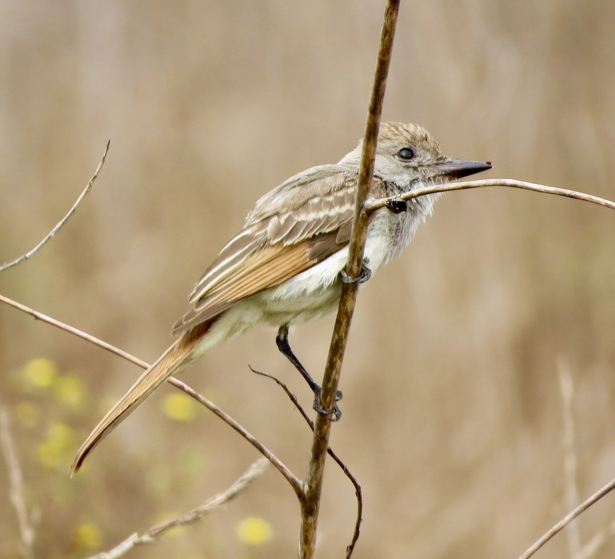 Ash-throated Flycatcher - Terry Hill