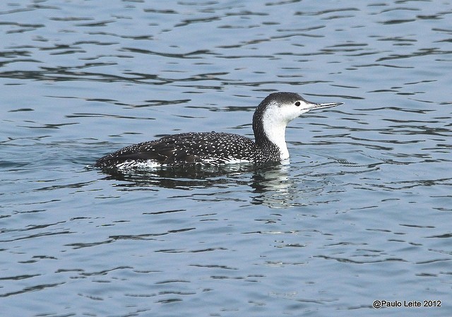 Red-throated Loon - Paulo Leite