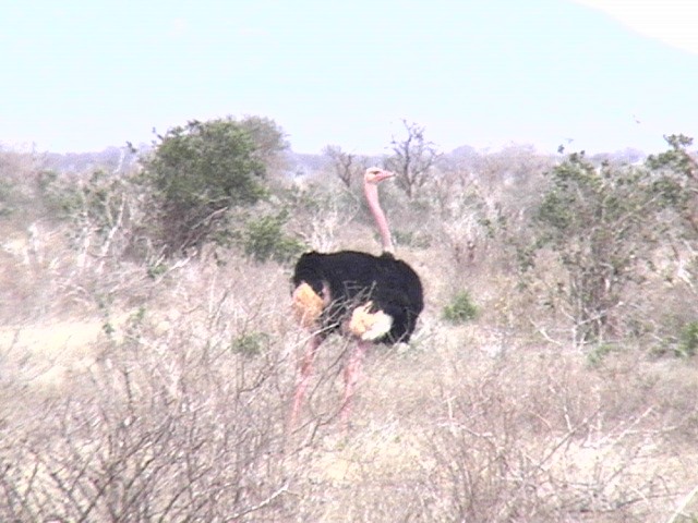 Common Ostrich - Matt Hardy