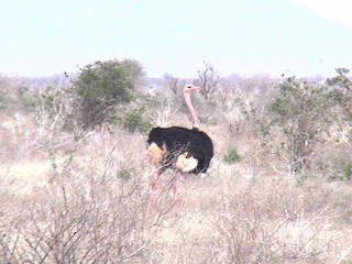 Common Ostrich, ML69285641