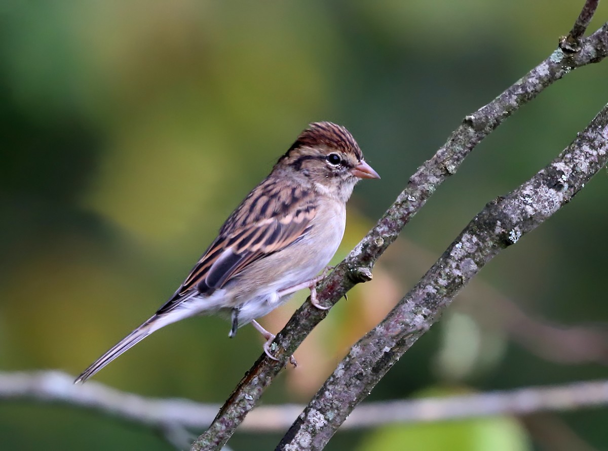 Chipping Sparrow - ML69286191