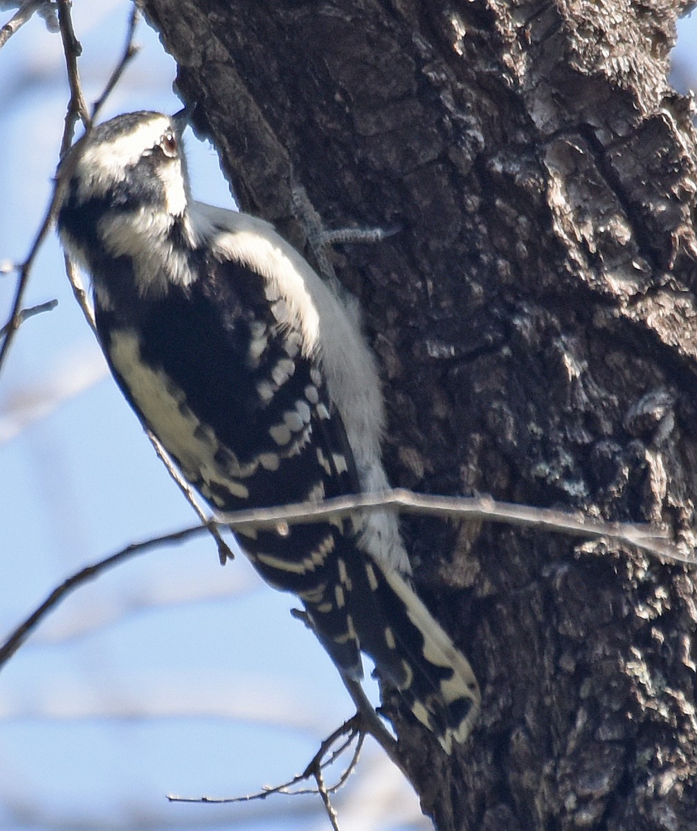 Downy Woodpecker (Eastern) - ML69286271