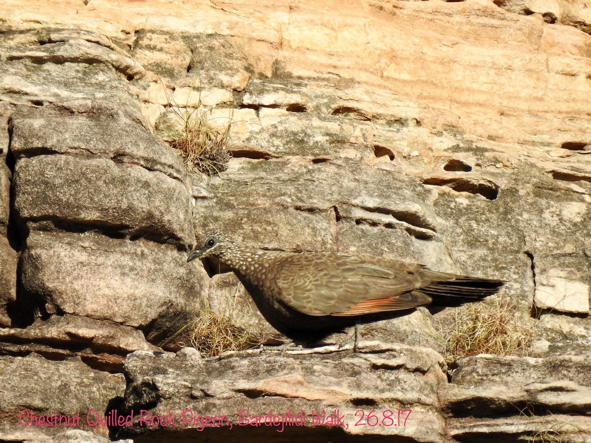Chestnut-quilled Rock-Pigeon - David Ratcliffe