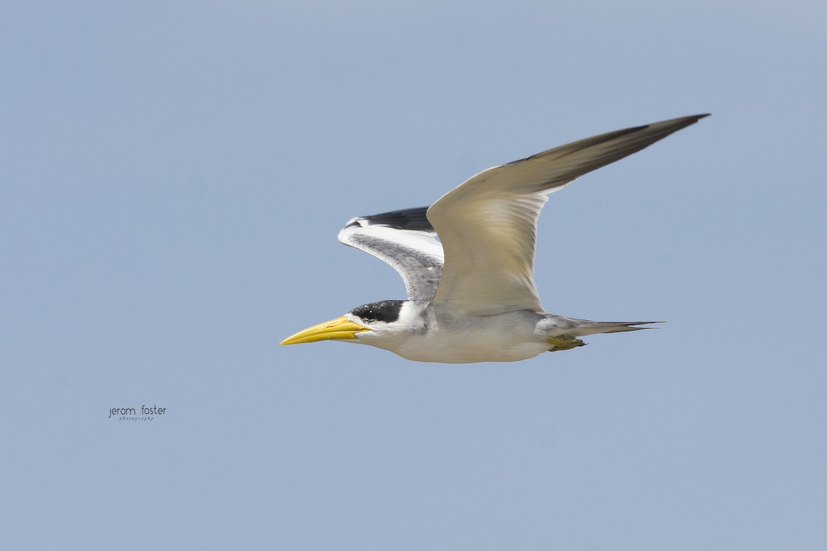 Large-billed Tern - Jerome Foster