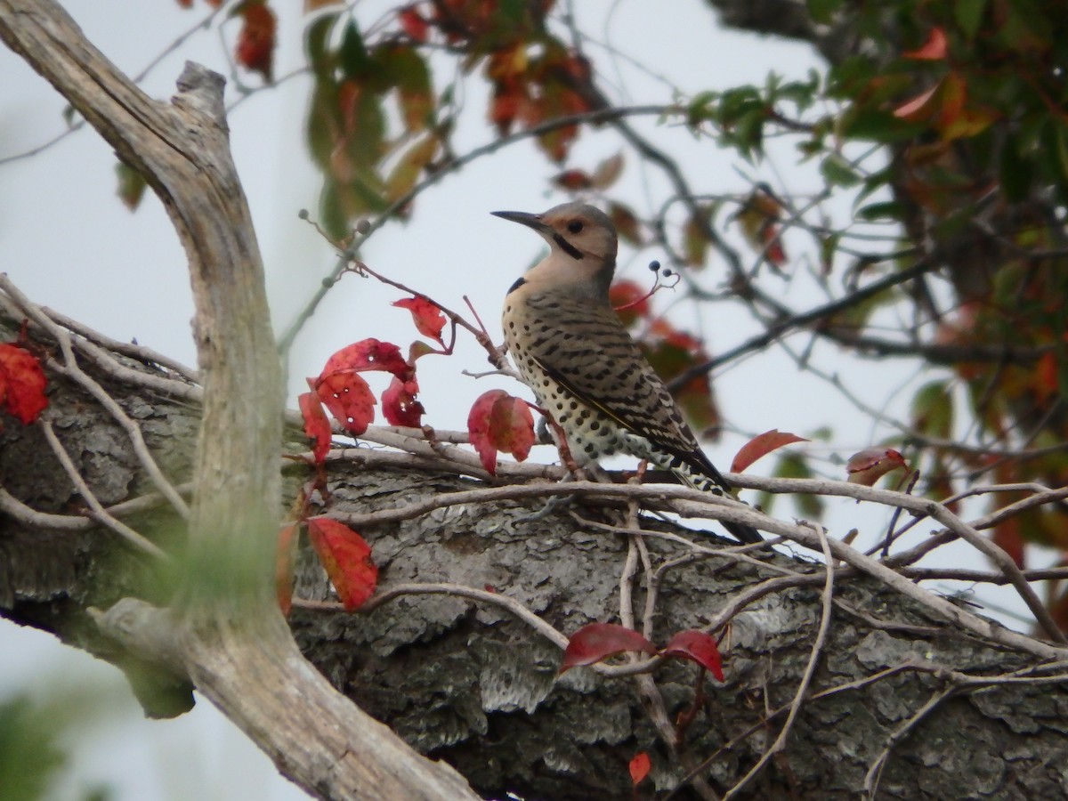 Northern Flicker (Yellow-shafted) - Jim O'Neill