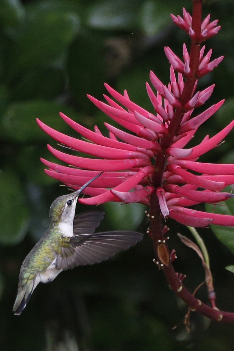 Ruby-throated Hummingbird - ML69293971