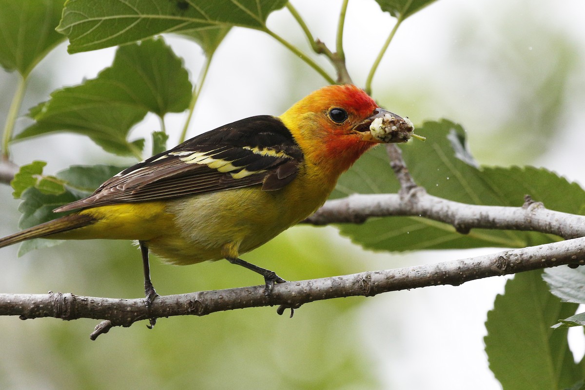 Western Tanager - ML69294191