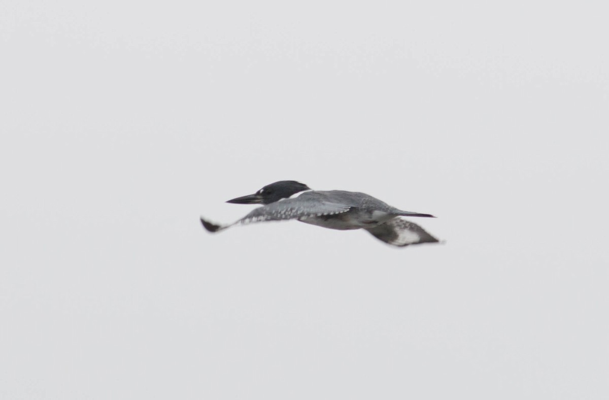 Belted Kingfisher - ML69294241