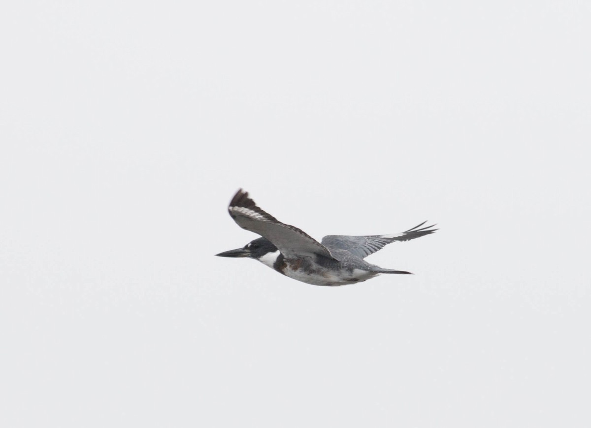 Belted Kingfisher - Paul Fenwick