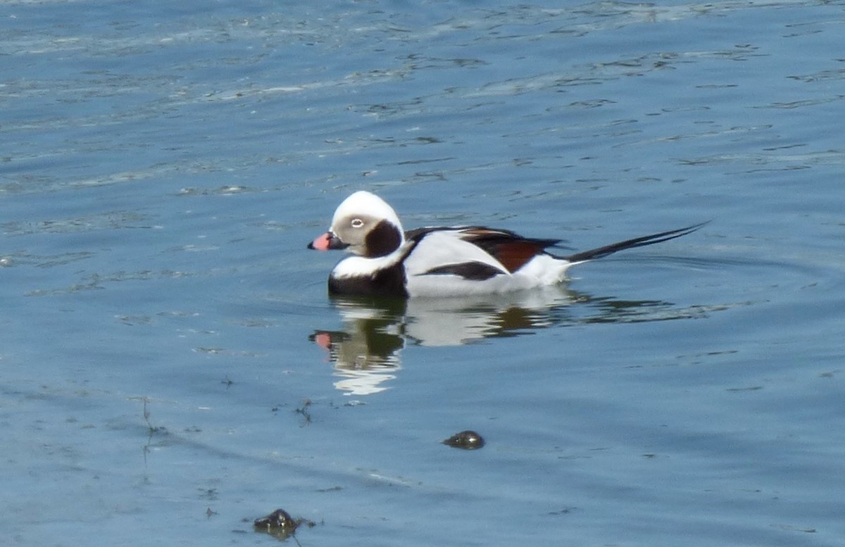 Long-tailed Duck - ML69298571