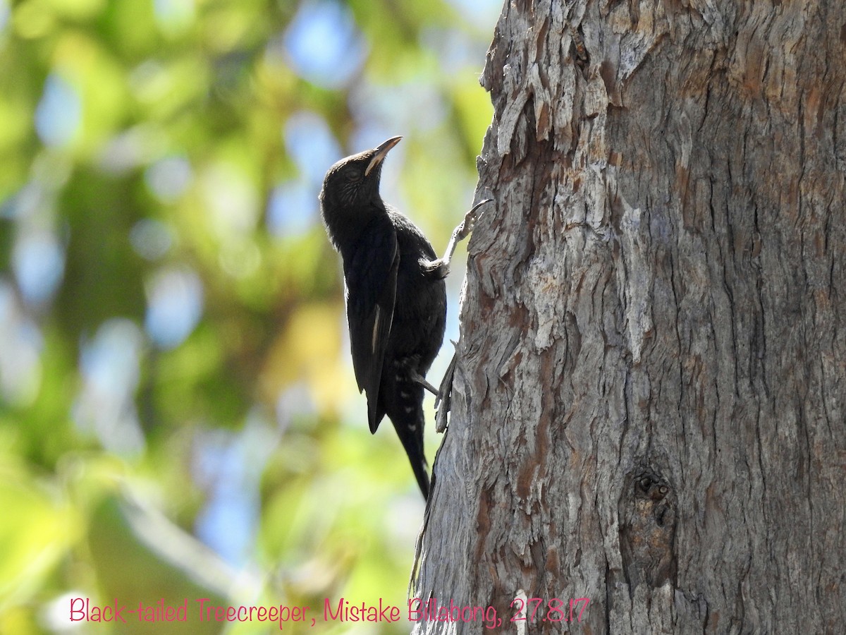 Black-tailed Treecreeper - David Ratcliffe