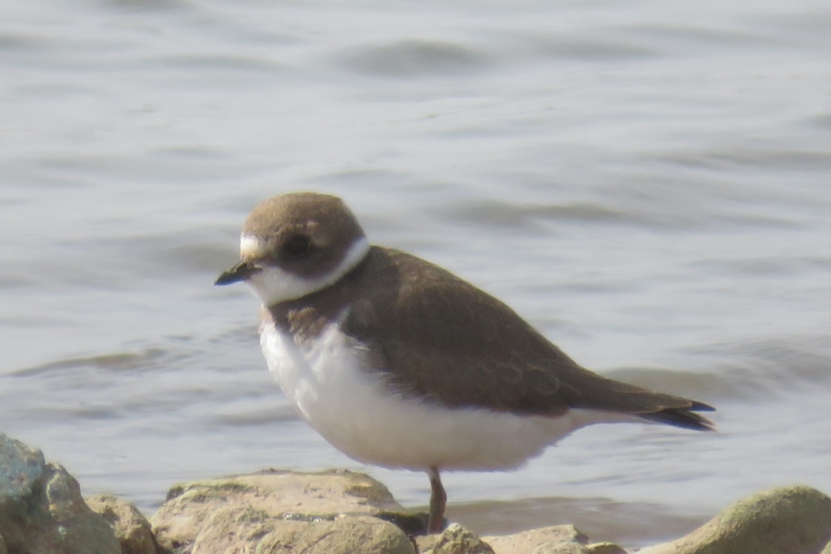 Semipalmated Plover - ML69302211