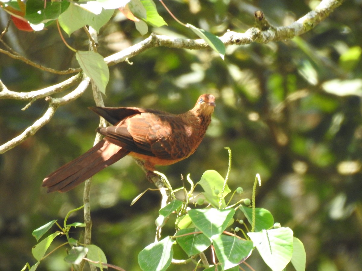 Ruddy Cuckoo-Dove - ML69302851