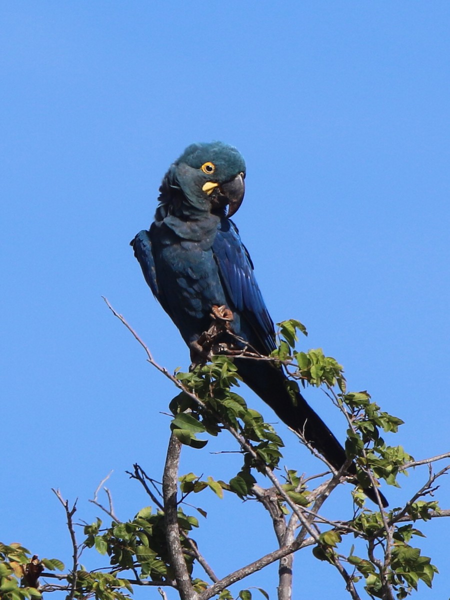 Indigo Macaw - ML69304341