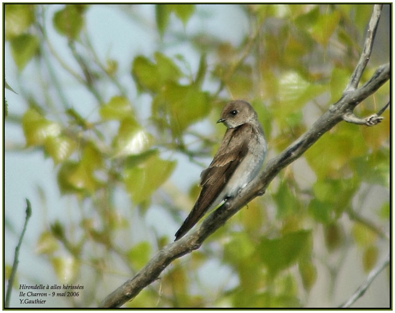 Northern Rough-winged Swallow - Yves Gauthier (Mtl)